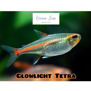 【Ocean Zone】Glowlight Tetra – 5pcs/10pcs (Live Fish with DOA)