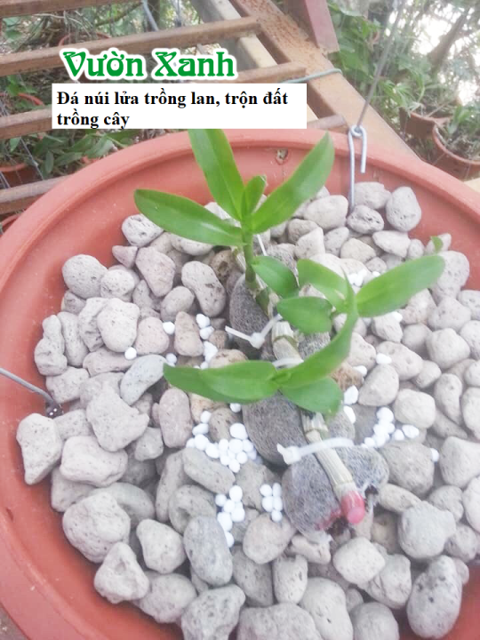 %C4%90%C3%A1%20Pumice%20(%20%C4%90%C3%A1%20b%E1%BB%8Dt%20%C4%91%C3%A1%20n%C3%BAi%20l%E1%BB%ADa)%20g%C3%B3i%201kg%20d%C3%B9ng%20tr%E1%BB%99n%20gi%C3%A1%20th%E1%BB%83%20tr%E1%BB%93ng%20c%C3%A2y%20gi%C3%BAp%20gi%E1%BB%AF%20%E1%BA%A9m%20t%E1%BB%91t,%20tho%C3%A1ng%20r%E1%BB%85,%20nh%E1%BA%B9%20-%20Image%206