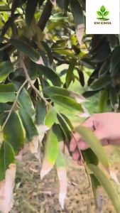 Monceren 25 WP 500g Racun Kulat Pencycuron 25% Hawar Seludang Padi Hawar Daun Anak Benih Durian Tompok Perang Turf