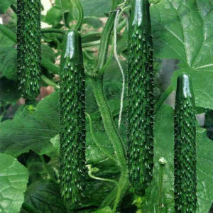 Green Heart Cucumber Seeds Strong Female Heat-Resistant Cucumber Seeds Shiny Green Heart Four Seasons High Yield Balcony Potted Vegetable Seeds