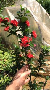 Cây mẫu đơn hoa đỏ lá nhỏ