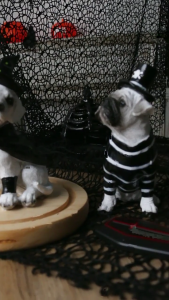 รูปปั้นสุนัขนั่งเรซิ่นของตกแต่งปาร์ตี้ฮาโลวีนตุ๊กตาสัตว์แม่มด/รูปปั้นสุนัขสัตว์เลี้ยงโจรสลัดของตกแต่งสวน