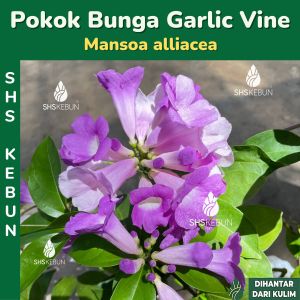 Pokok Bunga Garlic Vine Purple Pokok Bunga Bawang Putih Pokok Hiasan Luar Rumah Outdoor Plant Tumbuhan Hiasan Live Plant SHS Kebun