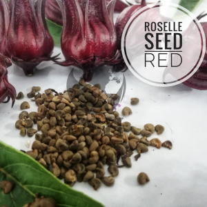 Biji Benih  Rozel Merah Red Roselle Ribena Seeds Asam Belanda Boleh Tanam Dalam Pasu - GSH Gardening