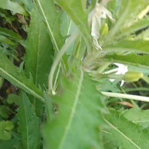 Jual Bunga Kitolod yang Banyak Manfaat dan Khasiatnya Diantrany untuk Obat Mata Minus 25 T Bunga Harga 20000