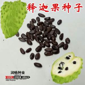 南方热带水果释迦种子番荔枝赖球果佛头果阳台庭院果树种子