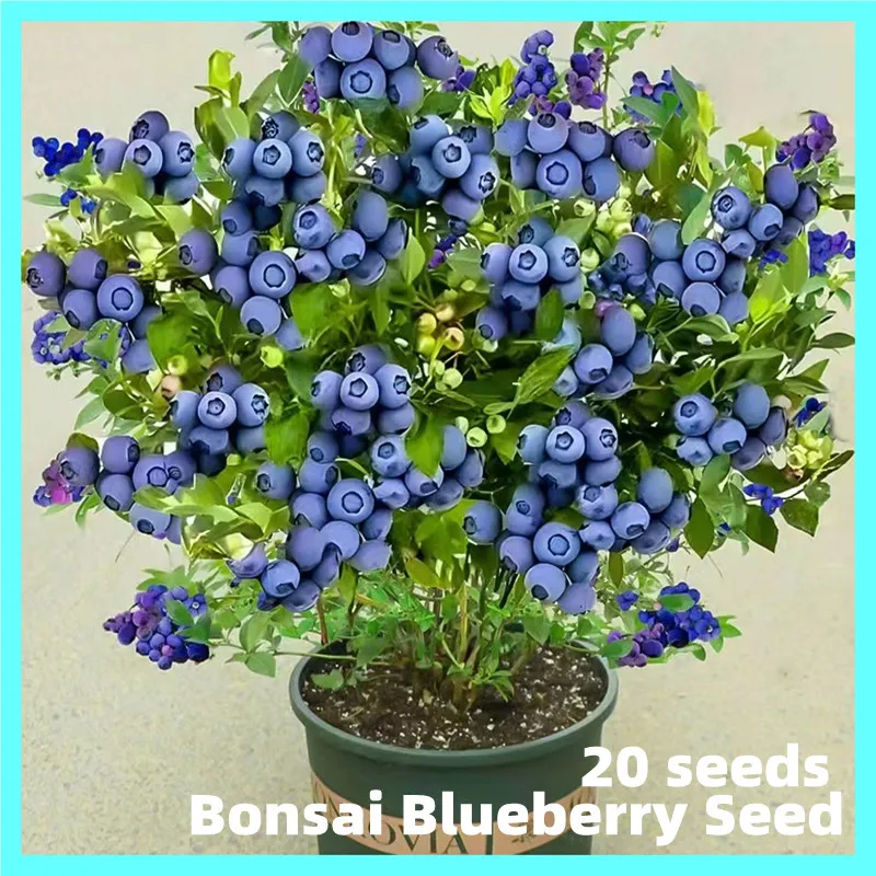 Fast Growing] 100% Original Edible Bonsai Blueberry Seeds Dwarf20 SeedsSweet  Fruit Seeds for Planting