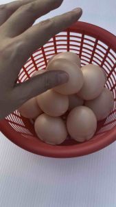 เล่นไข่ไก่ ชุดละ 12 ฟอง ไข่ ไข่ไก่ ไข่ปลอม ไข่ ไข่ไก่วางโชว์ เสริมทักษะ เด็ก