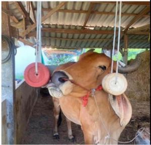 วิตามิน ก้อนเกลือแร่ สำหรับเพิ่มธาตุอาหารให้กับวัว สุขภาพแข็งแรง ราคา 119 บาท 2 ก้น สีแดงกับสีชาว