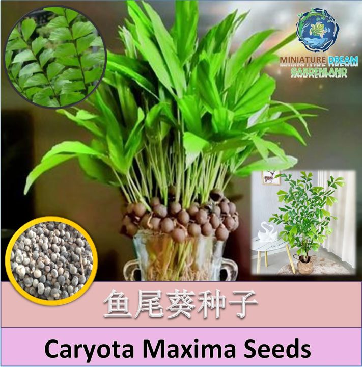 【Ready Stock/现货】Caryota Maxima Seeds/ Fishtail Palm Seeds 鱼尾葵种子 | Lazada