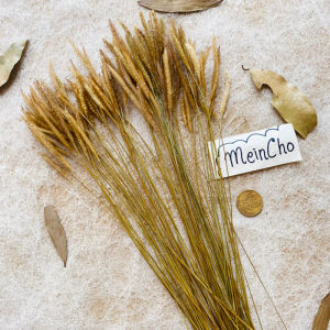 (1 tangkai) Bunga Kering Dried Flower Lagurus Caspea Baby Breath Edelweiss Edelwis Pampas