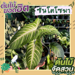 ต้นซันโตโซมา Xanthosoma ส่งพร้อมกระถาง 6 นิ้ว ต้นไม้หายาก น่าสะสม ต้นไม้ใบสวย ไม้ฟอกอากาศลายสวย  ต้นไม้ฟอกอากศ ต้นไม้มงคล ต้นไม้ฟอกอากาศ ต้นไม้ปลูกในบ้าน ต้นไม้มงคลปลูกในบ้าน ต้นไม้ด่าง