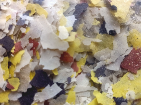 Picture of Sea Quest Tropical and Koi Fish Food Flakes 500 Grams / Half Kilo for ...