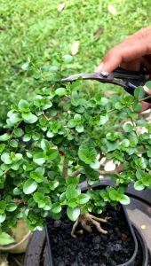 Gunting Pruning Mini Ujung Lengkung