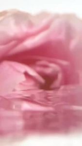 The   - makeup remover Cleansing Water Purifying Cleansing 300ml