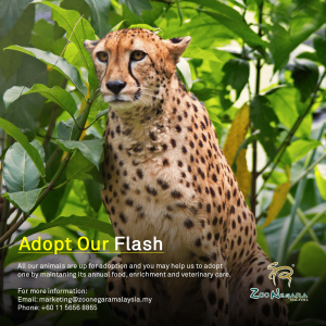 Zoo Negara - Adopt our Flash