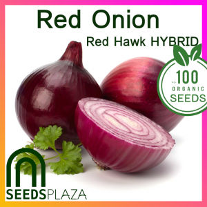SeedsPLAZA™ - Red Onion Seeds (100 Seed) for Planting Vegetable Plants + Planting Instruction F1 Hybrid Red Hawk Plant