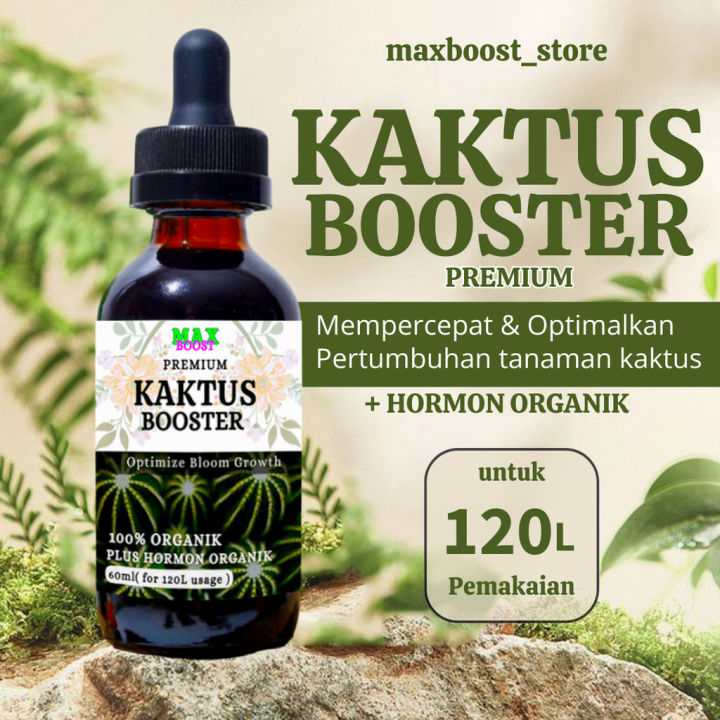 kentiapalme giftig fr katzen XXL Kentia Palme liefern lassen  Green Me Up