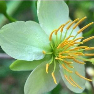 Hoa Thanh Mai cây ghép chuẩn