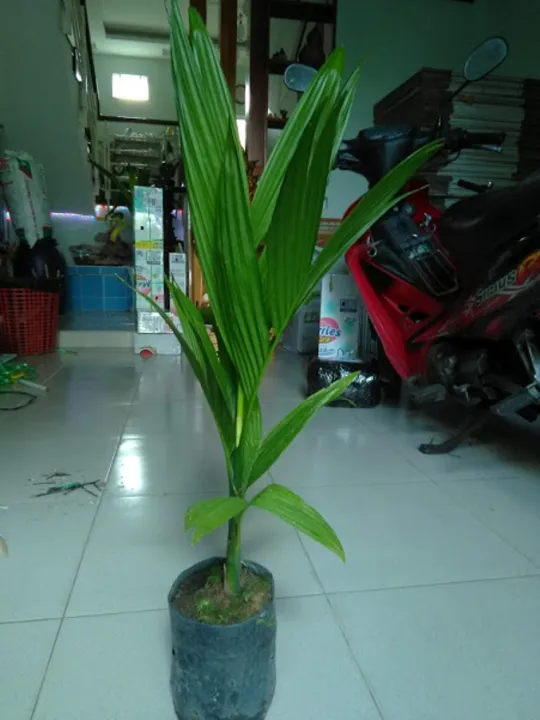 C%C3%A2y%20cau%20ta,%20%C4%83n%20tr%C3%A1i%20-%20Image%202