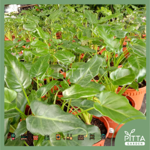 Alocasia Culculata 滴水观音 (LVA251)