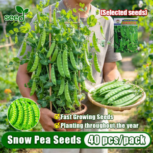 [Selected Seeds 40pcs] High Yield Snow Pea Seeds for Planting Vegetables Organic Snow Peas Seeds F1 Sitsaro Vegetable Seeds for Gardening Chicharo Chinese Pea Microgreens Seeds Indoor Potted Vegetable Seedlings Garden Fast Growing Bonsai Live Veggie Seeds