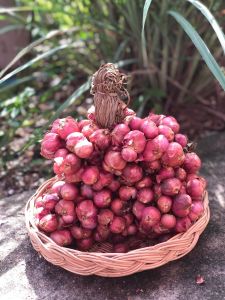 หอมแดงไทยมัดจุก (มีต้น) 1 กก