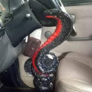 Shift Knob Perseneleng Mobil Ukuran 17/ Knob Motif Cobra Mini variant warna dada