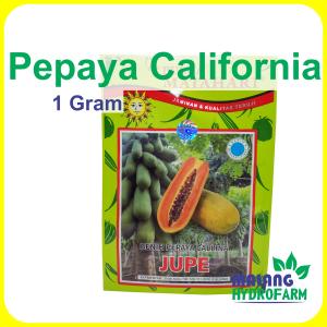 Benih Pepaya California Jupe 1 gram Cap Bunga Matahari unggul bibit berkualitas hidroponik biji kates dataran rendah menengah