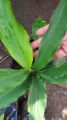 Cardamom/ Cardamon seedlings (Elettaria cardamomum) herbs and spices. 