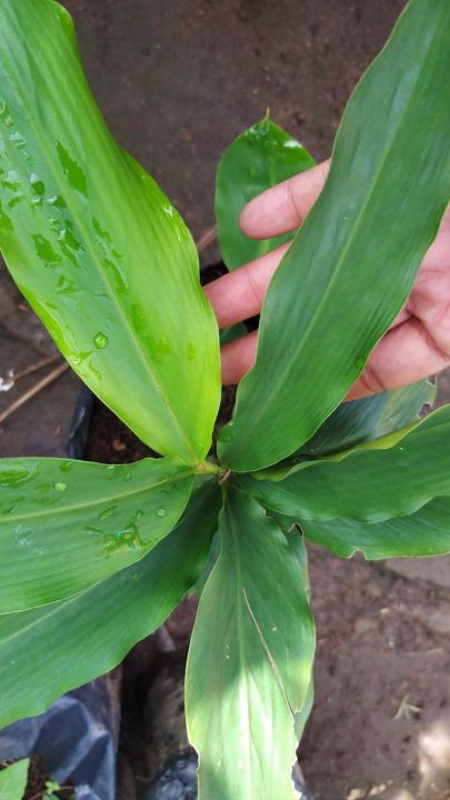 Cardamom/%20Cardamon%20seedlings%20(Elettaria%20cardamomum)%20herbs%20and%20spices%20-%20Image%205