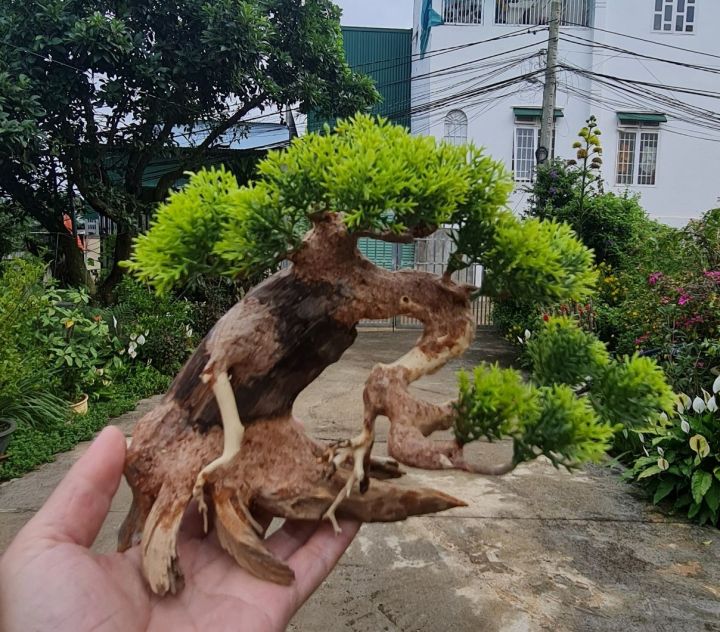 L%C5%A9a%20Bonsai%20mini%20cho%20h%E1%BB%93%20th%E1%BB%A7y%20sinh%20-%20X%C6%B0%E1%BB%9Fng%20L%C5%A9a%20Mr%20Wood%20-%20Image%207