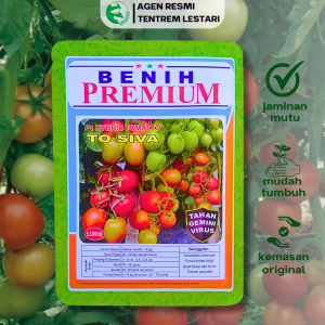 Benih Tomat Hybrid F1 TO SIVA  2000 biji Cap Benih Premium Buah Besar & Keras