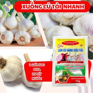 SIÊU LỚN CỦ TỎI (LP-10-20-30) | Giúp Xuống Củ Nhanh – Củ To Chắc – Đều Tép – Lên Màu Đẹp – Bảo Quản Lâu – Gói 50g