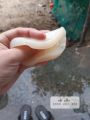 scoby kombucha, Scoby Kombucha , con giống làm trà kombucha, hay còn gọi là trà bất tử. 