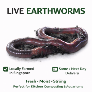 Earthworms (Africa Night Crawler) Live Pet Supplies Locally Farmed in Singapore Fresh Moist Strong Same Next Day Delivery Perfect for Kitchen Composting & Aquariums