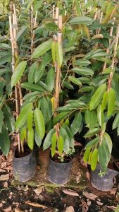 ทุเรียนพวงมณี ต้นเสียบยอดขนาดต้น70ซม