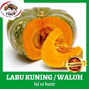 Benih Biji Bibit Labu Kuning Super isi 10 Butir Waluh Kuning Super