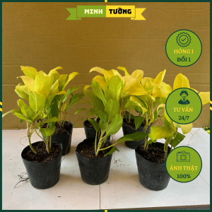 Cây Trầu Bà Vàng - Cây Cảnh Văn Phòng