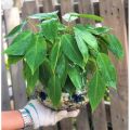 Cây giống trầu bà tỷ phú, trồng thủy sinh được. 