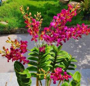 DENRO PHƯỢNG HOÀNG HỒNG