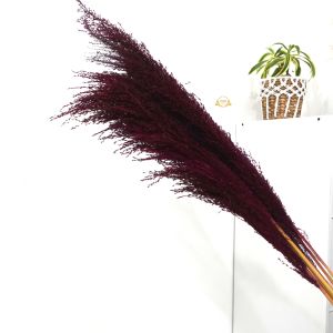 PAMPAS IMPOR SUPER JUMBO
