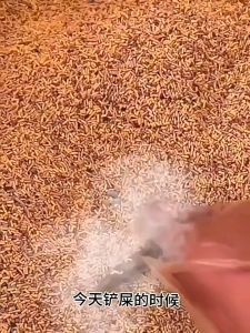 Local Seller Hair Ball Helps Eliminate Killer Stars Cat Helps Dissolve Hair Cat Grass Flakes G12毛球克星猫咪化毛助排毛猫草片磨牙云杉鱼油冻干猫零食