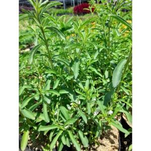 Stevia Sweet Leaf / 甜菊叶 / Daun Manis Stevia / मीठी पत्ती स्टेविया (Singapore: Stevia Plant) – Natural Sweetener Zero Ca