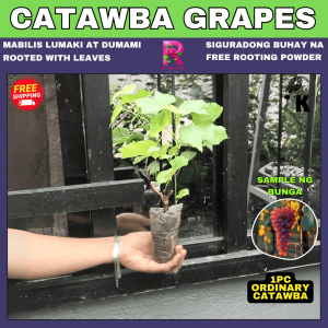 CATAWBA PLANTS  GRAPES SEEDLINGS ang stocks mabilis lumaki at malalaki ang bunga buhay na.