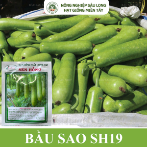 GÓI 100 HẠT BẦU SAO SH19 - HẠT GIỐNG SEN HỒNG -
