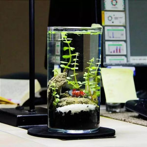 Aquarium vas bunga daun mini kaca tabung tuscani bulat ikan cupang guppy akuarium hiasan meja kerja
