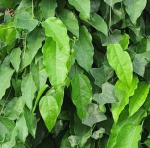 ใบย่านางปลอดสารพิษ ใบย่านางเก็บสดใหม่จาสวนที่บ้าน มัดละ 40 ใบ