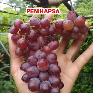 Bibit Anggur Import Jupiter Asli Grafting Super