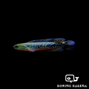 BRBN Green Asiatica Snakehead - Channa Asiatica Green - Channa - Snakehead - Ikan Channa - Aquarium Freshwater Fish / Ikan Air Tawar